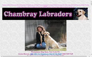 Chambray Labradors