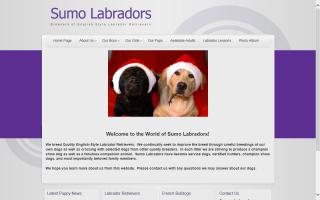 Sumo Labradors