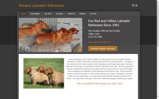 Penara Labrador Retrievers