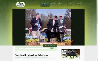 Beechcroft Labrador Retrievers