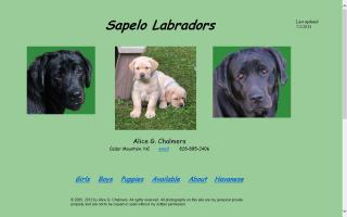 Sapelo Labradors