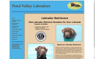 Pond Valley Labradors