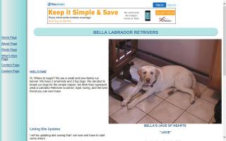 Bella Labrador Retrievers