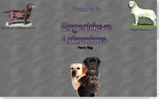 Eagertrieve Labradors