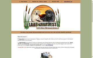 Labraharvest Labradors