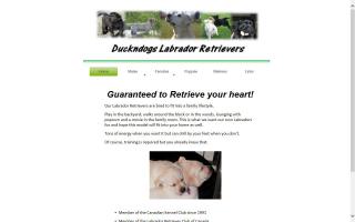 Duckndogs Labrador Retrievers