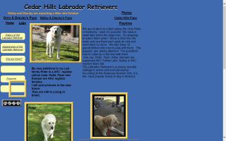 Brenda's Yellow Labrador Retrievers