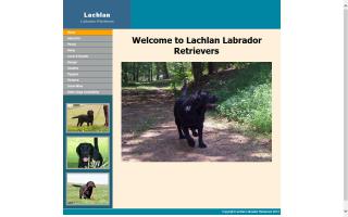 Lachlan Labrador Retrievers