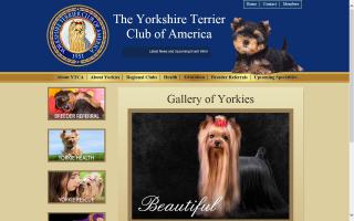 Yorkshire Terrier Club of America - YTCA