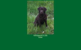 Killingworth Labrador Retrievers