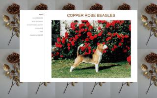 Copper Rose Beagles