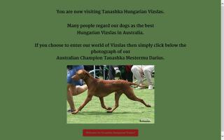 Tanashka Hungarian Vizslas