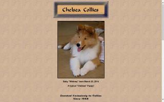 Chelsea Collies