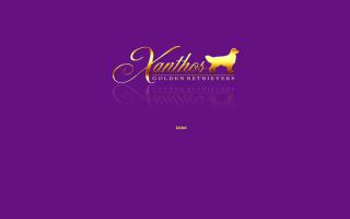 Xanthos Golden Retrievers