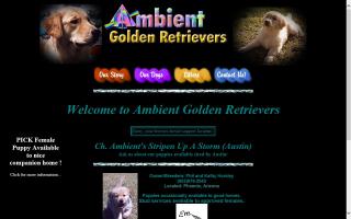 Ambient Golden Retrievers