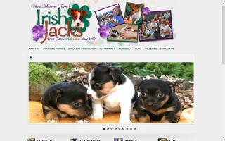 IrishJacks Jack Russell Terriers