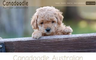 Canadoodle Australian Labradoodles