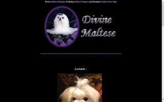 Divine Maltese