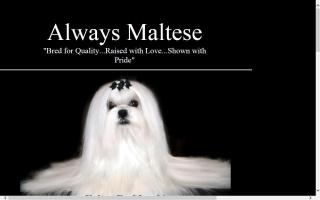 Always Maltese