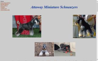 Attaway Miniature Schnauzers