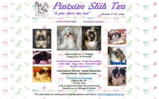 Pintsize Shih Tzu