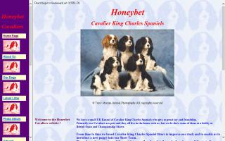 Honeybet Cavalier King Charles Spaniels