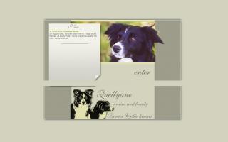 Quellyane Border Collies