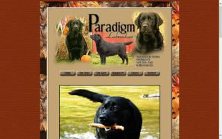 Paradigm Labradors