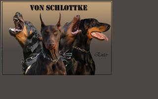 Von Schlottke Kennels