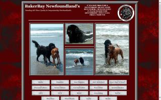 Baker Bay Newfoundlands