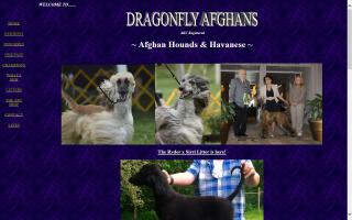 Dragonfly Afghan Hounds