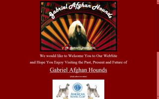 Gabriel Afghan Hounds