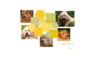 California Labradoodles