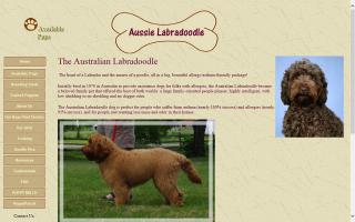 Aussie Labradoodle