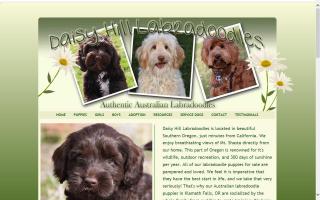 Daisy Hill Labradoodles