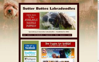 Sutter Buttes Labradoodles & Goldendoodles