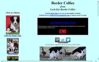 Lock-Eye Border Collies