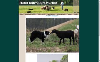 Hubert Bailey's Border Collies