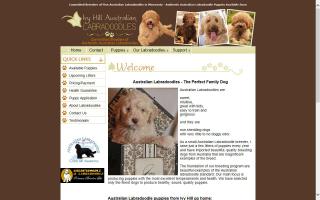 Ivy HIll Australian Labradoodles