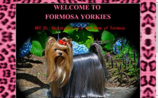 Formosa Yorkshire Terriers