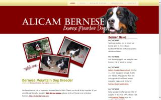 Alicam Bernese