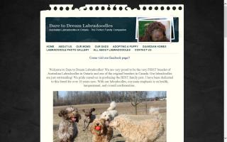 Dare to Dream Labradoodles