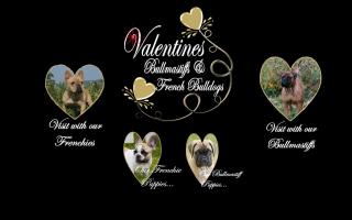 Valentine's Bull Mastiffs and French Bulldogs