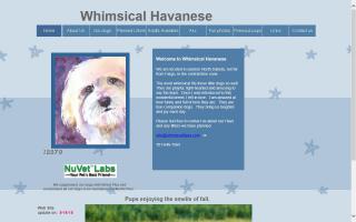 Whimsical Havanese