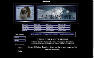 Cespa Tibetan Terriers