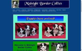 Midnight Border Collies