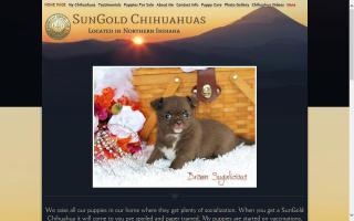 SunGold Chihuahuas