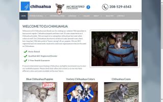 DJ's Chihuahuas