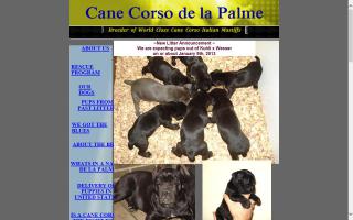 Cane Corso de la Palme