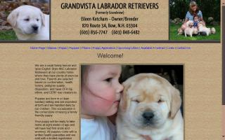 Grandvista Labrador Retrievers